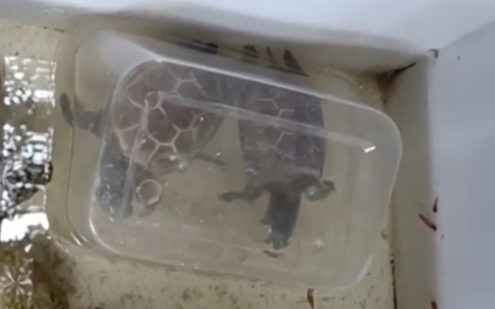 养了两年多的乌龟被小孩用塑料盒活活闷死了