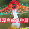 最漂亮的九种蘑菇，你都见过吗