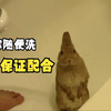 那些开心洗澡的动物们