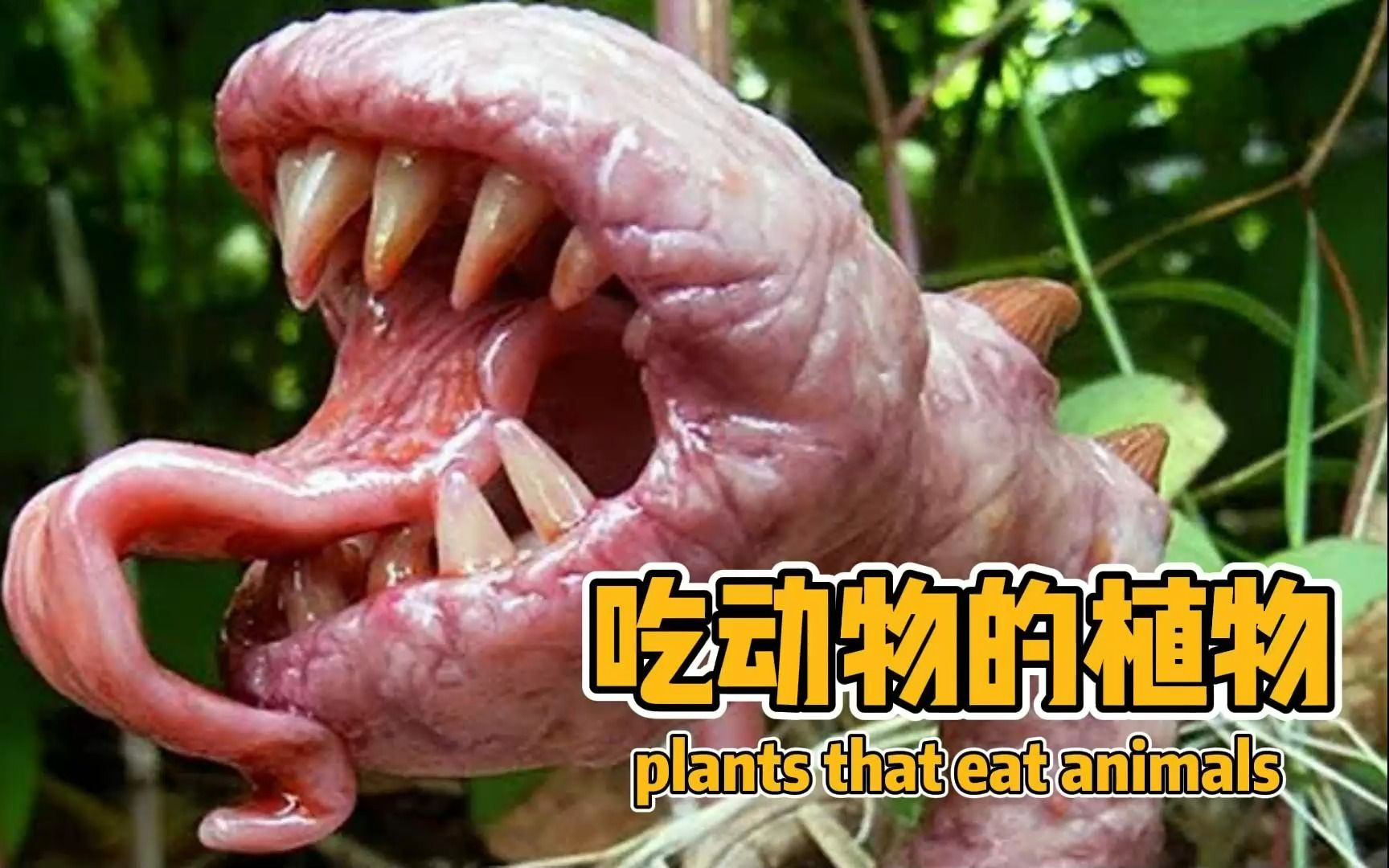植物也吃肉！10种嗜肉如命的恐怖植物