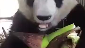 4f7975cc1d0a3c5c93a0831e8363321168c7e620.jpg@280w_158h_1c_100q.jpg