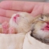 治愈：谁来叫醒沉睡不醒小猫，一定要看完-小猫宝宝成长第二天