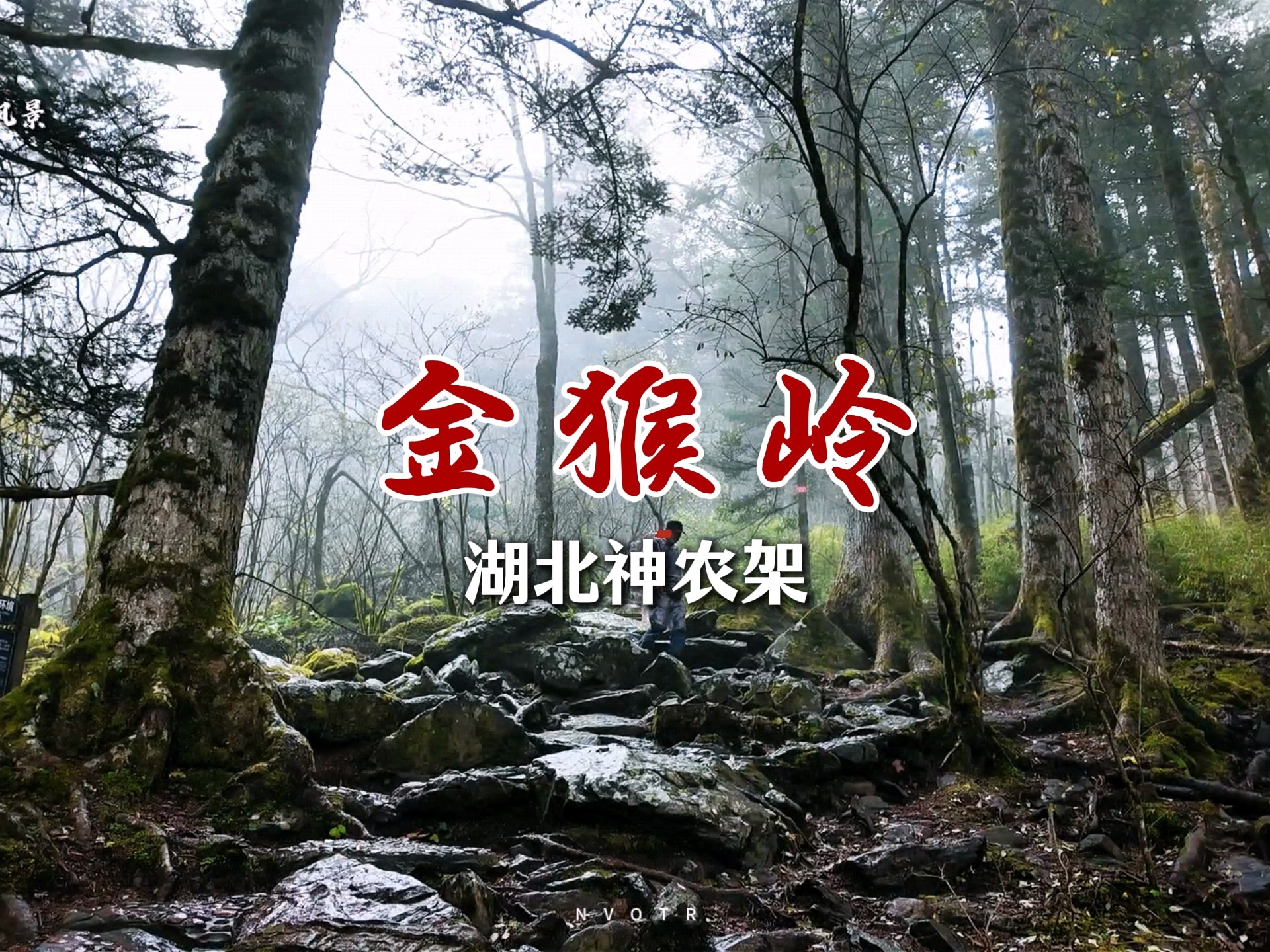 谁能想到？雨雾中的金猴岭藏着另一个世界，美到不像人间～