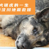搜救犬银虎的一生，曾参加汶川地震救援，与同伴定位206名埋压者