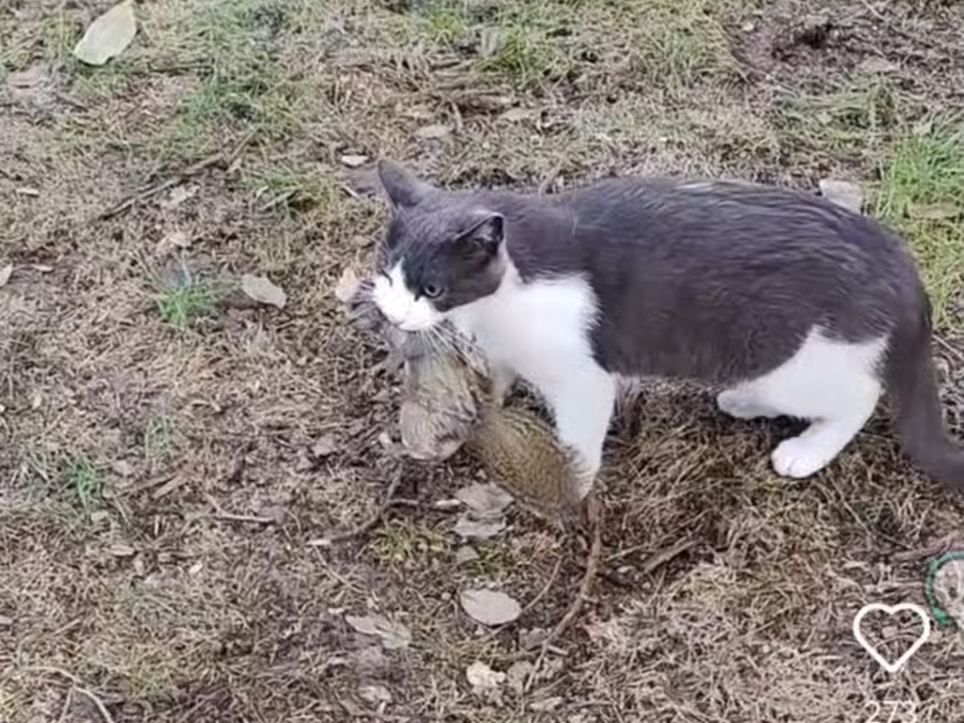 mxz：小松鼠好可怜，可是小猫好开心哈哈哈。幸亏小哥驱赶凶残的流浪猫才救下松鼠。野生动物捕猎叫自然法则，流浪猫捕猎算人祸哈 流浪猫的存在就是人为因素造成的 懂吗