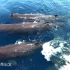 海洋霸主——抹香鲸