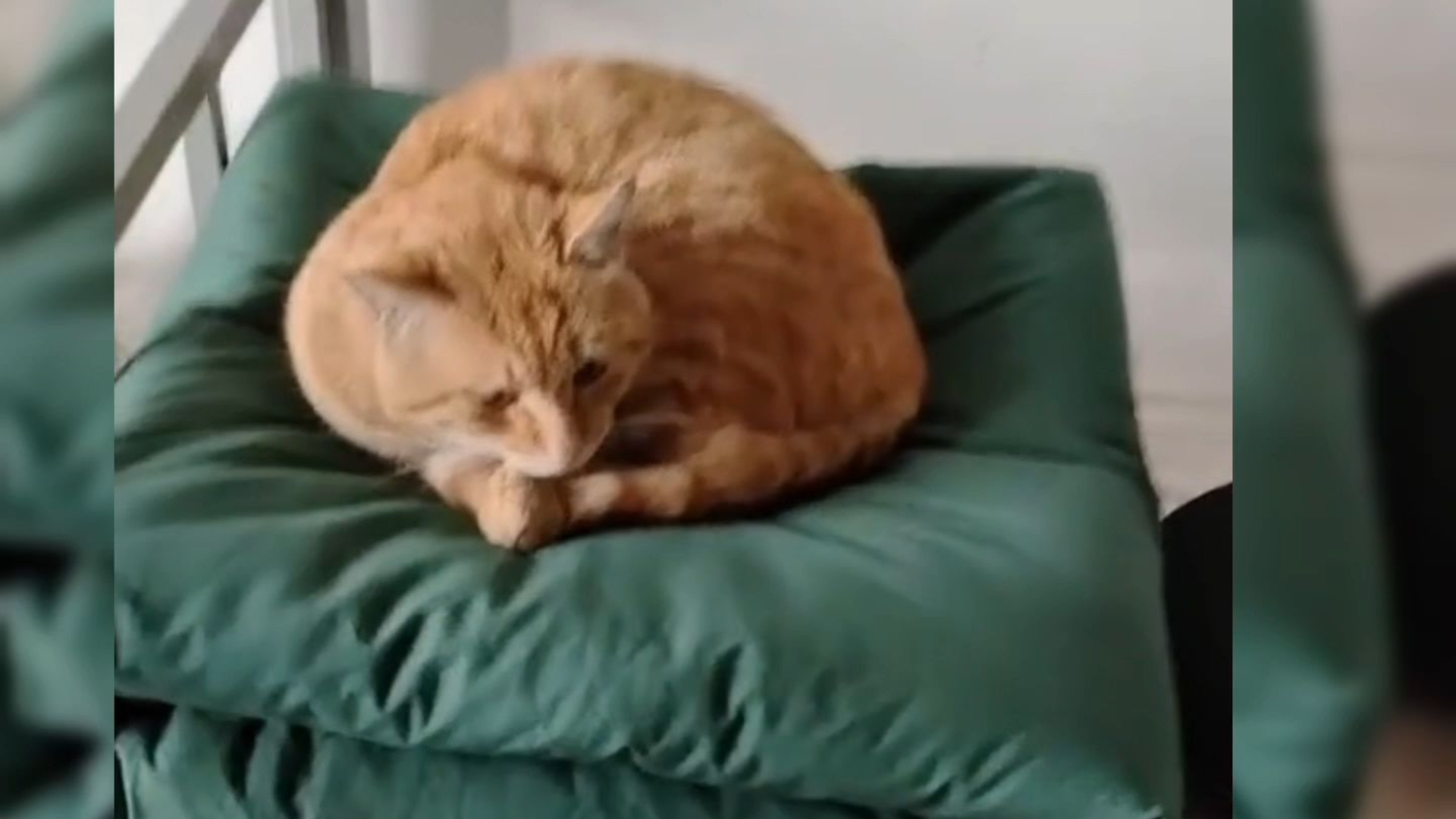 叠好的豆腐块被基米毁了，这下要被班长提干了