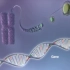 生命建筑师巧夺天工之作：从DNA到蛋白质（中文配音无字幕版）