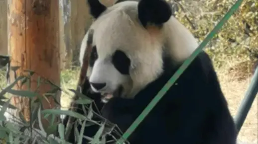 【大熊猫妙音】好吃的都藏起来