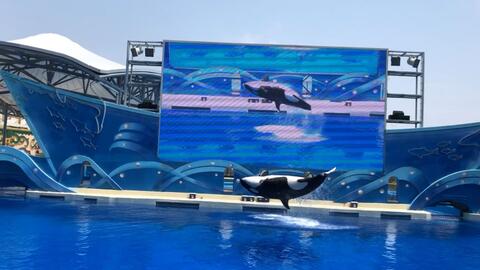 海洋公园上海 50033dc1389b4bce523e541682630892ca425e92.jpg@480w_270h_1c