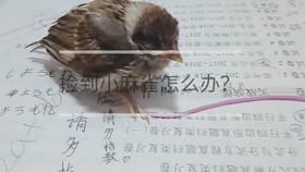 怎么养小麻雀 500b037e300c196f4f237797404b411b301c4178.jpg@280w_158h_1c_100q.jpg