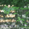 Corona Renderer 2 for 3ds Max新功能演示