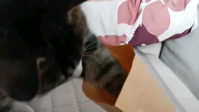 50164d67e2c2e3a37ba1b16f7dee6db5688191e8.jpg@280w_158h_1c_100q.jpg
