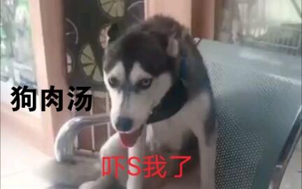 狗为啥会被吓尿 5018190a083268770751707fb47ccd19b009e15b.jpg@480w_270h_1c