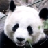 【大熊猫庆小】小肥肥就算你躲在小树和fafa后面也能看见你^O^