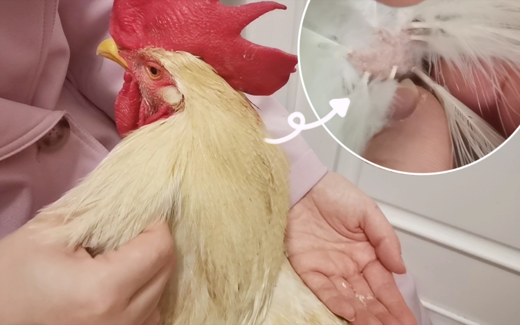 【鹦鹉、鸡】1分钟学会给鸡掐羽管！(没用的知识又增加了)