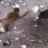 实拍：猴子抢狗的饭盆，抡起锅锅就直接砸狗狗的头！