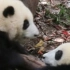 【大熊猫和花】在秋千上招惹和叶弟弟