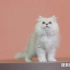 可爱又有趣的猫咪视频 #银渐层幼猫