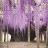 重获新生！150岁的超大日本紫藤，是如何移栽的？