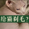 全网给猫咪剃毛！剃毛危害有多大？看完决定