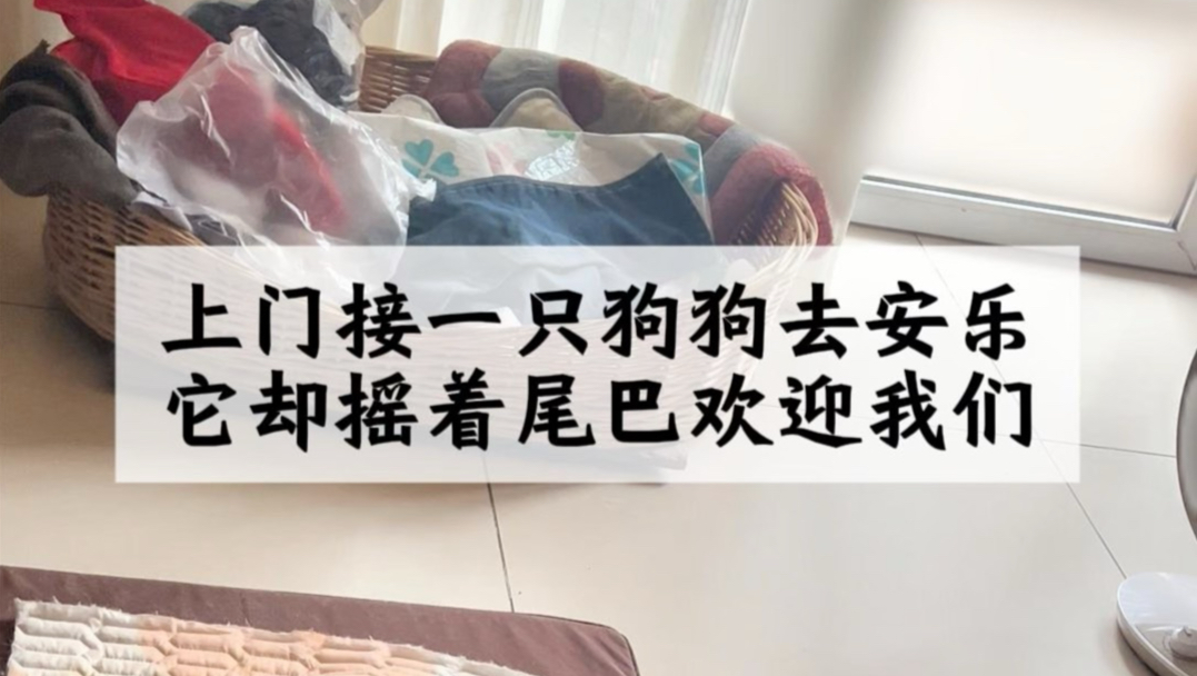 上门去接只漂亮的拉布拉多狗狗安乐