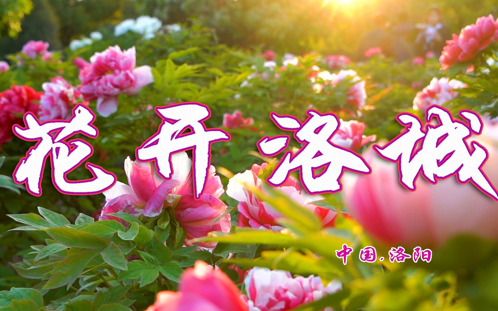 【花开洛城】唯有牡丹真国色，花开时节动京城！