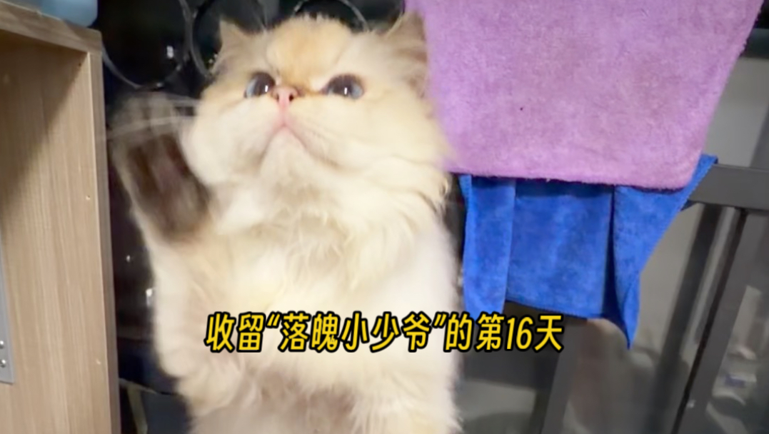 收留“落魄小少爷”的第16天