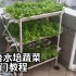 城市灾备指南-阳台水培农场-蔬菜自由