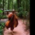 泰国僧人深入原始森林修行108天，拍下了这些照片