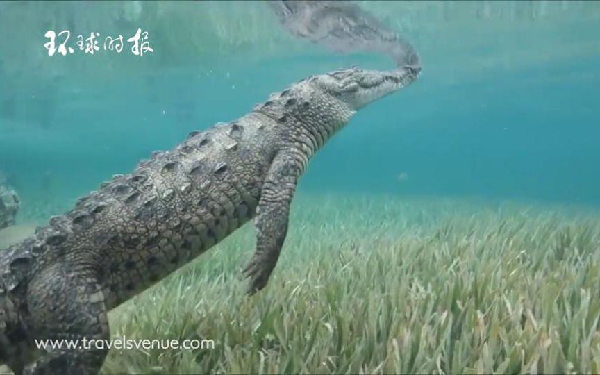 潜水者近距离拍下野生鳄鱼游泳画面