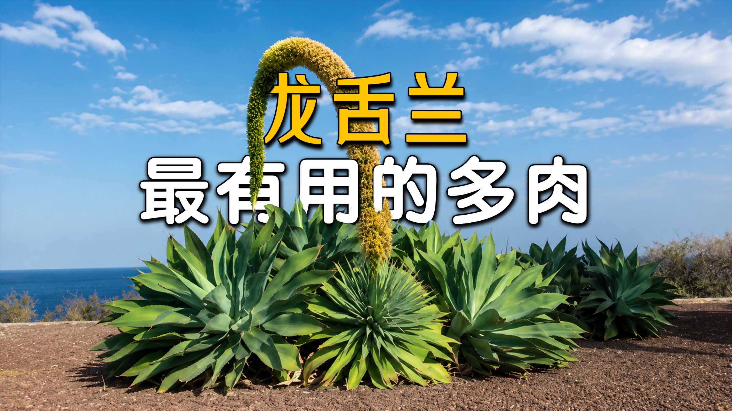 硬拉电梯，万日开花，龙舌兰凭什么成为最有用的多肉？