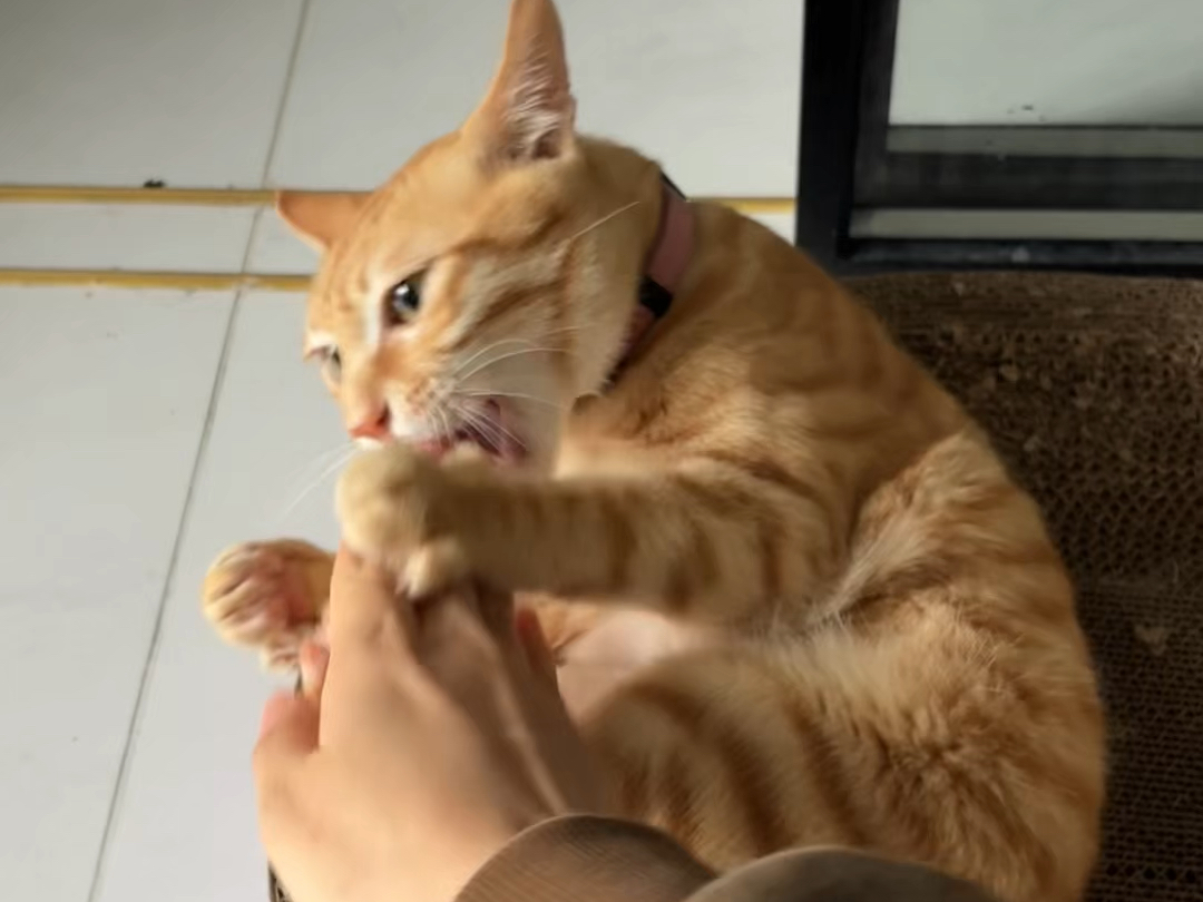 手动挡小猫咪