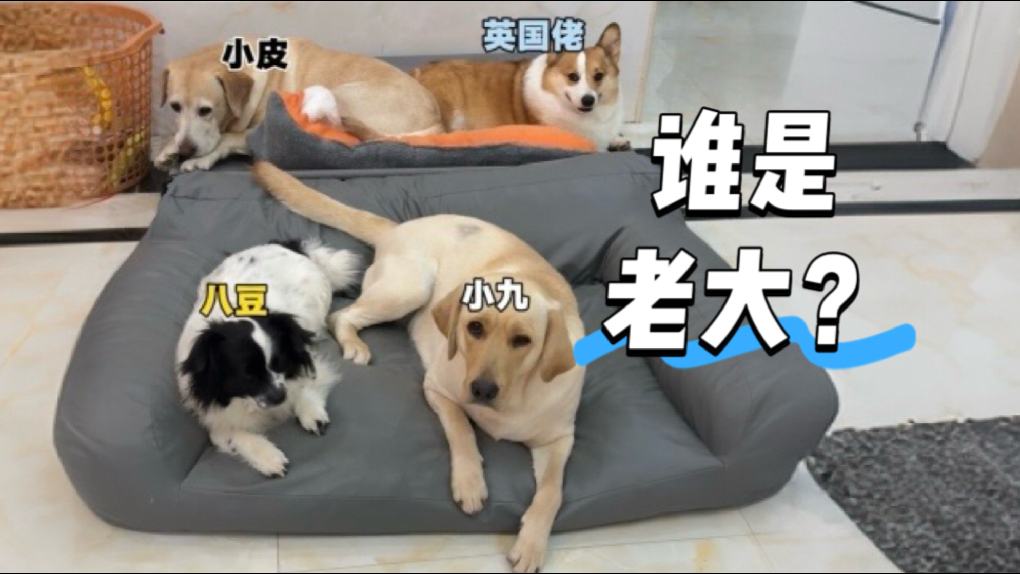 你们家的狗子也分地位高低吗？