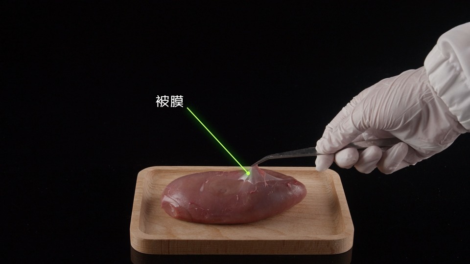 观察猪肾脏的外形和结构