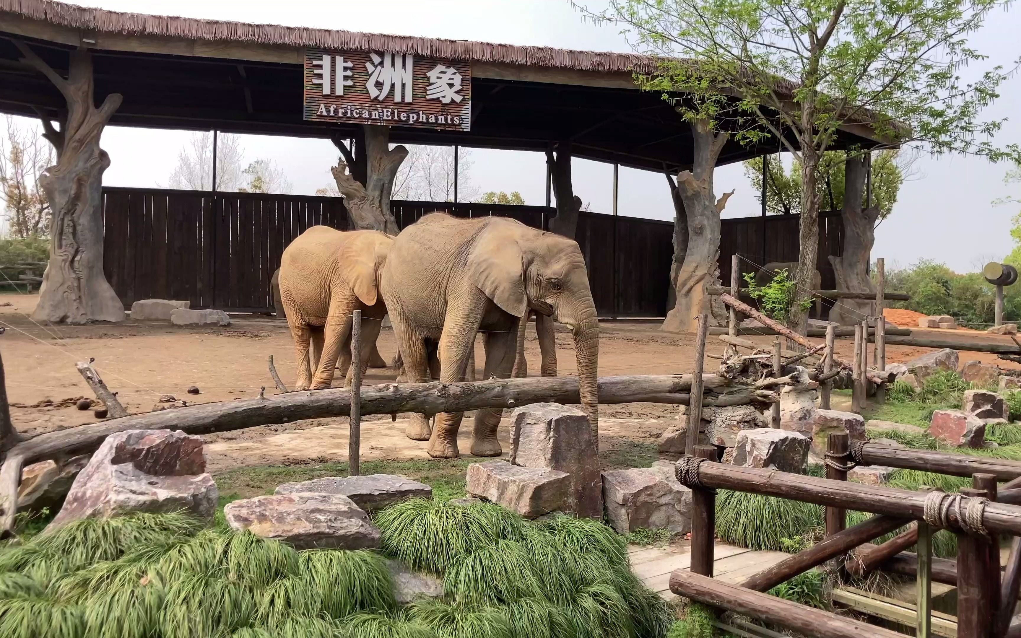 一起来逛动物园吧，4K 60帧 第一人称视角上海野生动物园 Part 3