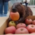 河狸：“我想带两个苹果啊”(´･ω･`)