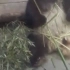 【熊猫】熊猫像人一样聪明地吃竹子