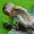被暴打后的小猴子又困又饿，只能在青苔池边找东西吃