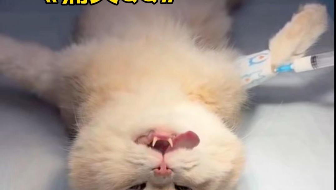 猫：妈妈快来救我。以后我再也不乱跑