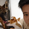 培训结束，回家看狗儿子们