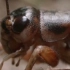 【纪录片】在夏天你还能听到熟悉的蟋蟀叫声吗？