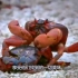 国外螃蟹神奇异象—百万红蟹奇妙迁移，螃蟹高清纪录片