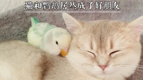 515f798efa78349056b6cae083957ff7148229d0.jpg@480w_270h_1c
