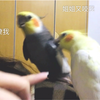 【玄凤鹦鹉】弟弟是小菜鸡，妈见打，姐见咬的那种