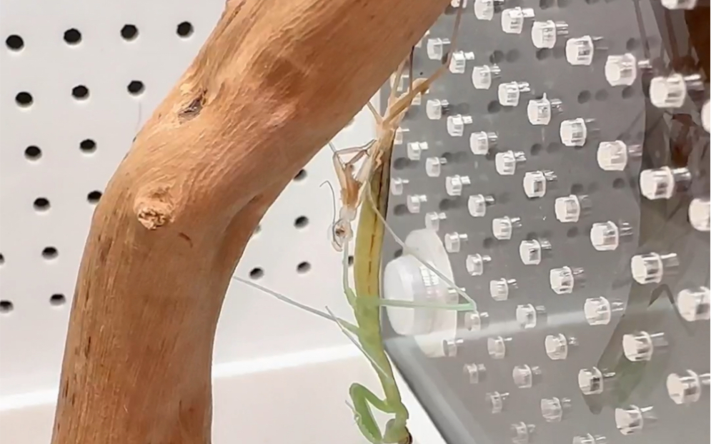 螳螂是如何蜕皮的？