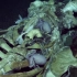 2019年鹦鹉螺号深海探险实录