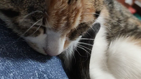 5185a1555e75145ec177a5d2d8dacfabe4dfeb55.png@280w_158h_1c_100q.jpg
