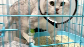 饭团小夫妻全集完整版 5186a5ce02cc0084569de119c8b963ff78a3fb40.jpg@280w_158h_1c_100q.jpg