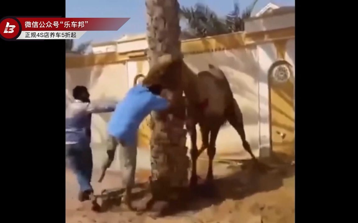 你知道骆驼在什么样的情况下会咬人吗?